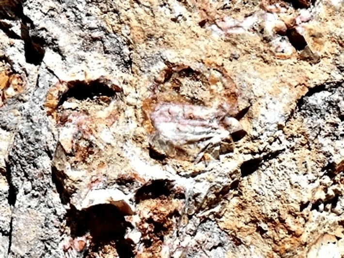 Fossilized patterns on rough stone surface
